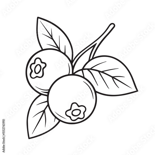 Blueberry Branch Hand-drawn Illustration of Berries and Leaves
