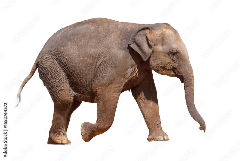 Fototapeta premium A baby elephant is walking on a white background