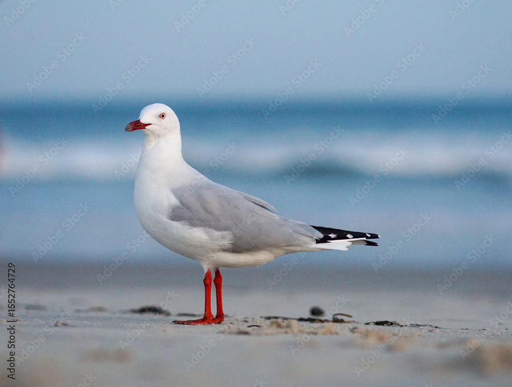Fototapeta premium seagull on the beach