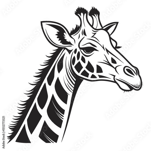 giraffe vector illustration