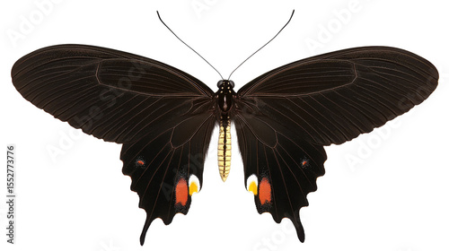 Beautiful Black Butterfly with Vibrant Patterns and Colorful Accents on Transparent Background