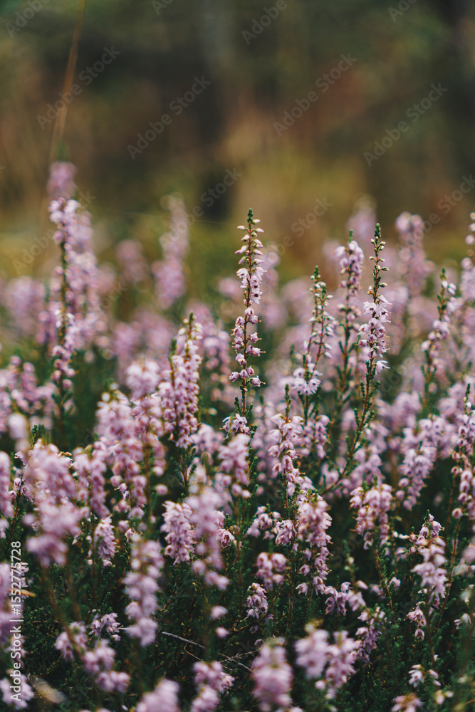 Obraz premium Close-up of purple heather flowers growing in a coniferous forest