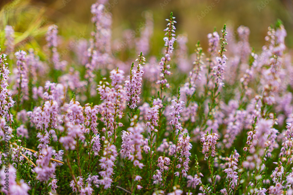 Fototapeta premium Close-up of purple heather flowers growing in a coniferous forest