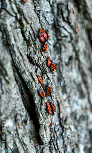 Bark of an oak tree with firebug also known as Pyrrhocoris apterus