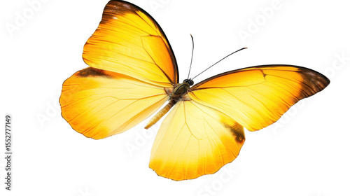 Vibrant Yellow Butterfly with Delicate Wings in Flight Against a Transparent Background