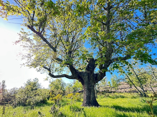 A large leafy tree in a field.
A large tree with a lot of leaves is in a field. The sky is clear and bright, and the sun is shining on the tree