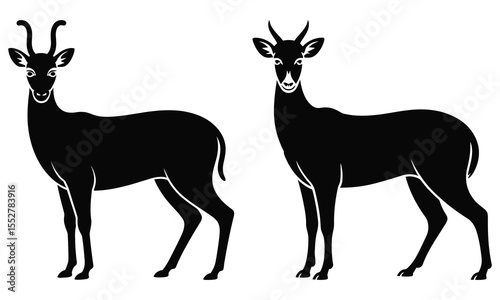set of red brocket deer 