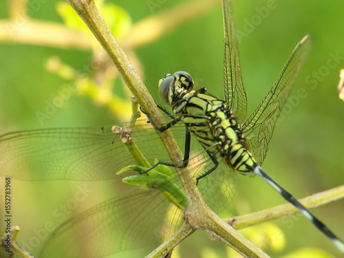 Striking Green Dragonfly Perched on a Twig