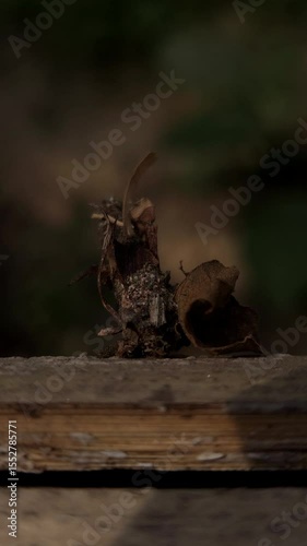 Bagworm larva (Megalophanes stetinensis) crawls on the tree bark, Bagworm Moth Caterpillar's cocoon, India.