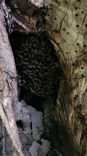 Bees flies into its haven — an enchanting beehive nestled within the cavity of a tree bark, offering a glimpse into the secret world of nature's buzzing wonders.