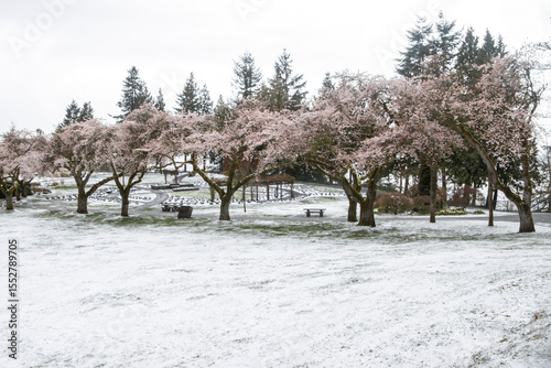 Wallpaper Mural Snow-covered park with blooming cherry trees during winter in a tranquil setting Torontodigital.ca