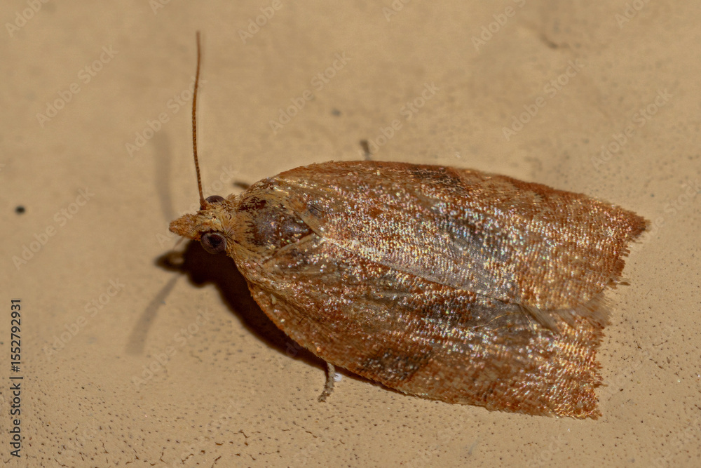 Obraz premium bug on the ground