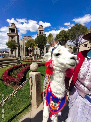 Llama standing in front of the new cathedral of Huaraz (San Sebastián de Huaraz), Peru