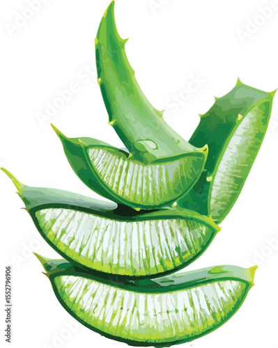 Fresh Aloe Vera Leaves, Sliced and Ready, Green Herbal Plant