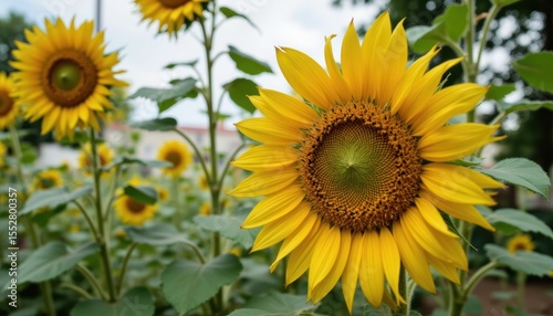 Close-Up of Vibrant Sunflower Blooms in an Outdoor Garden During a Sunny Day