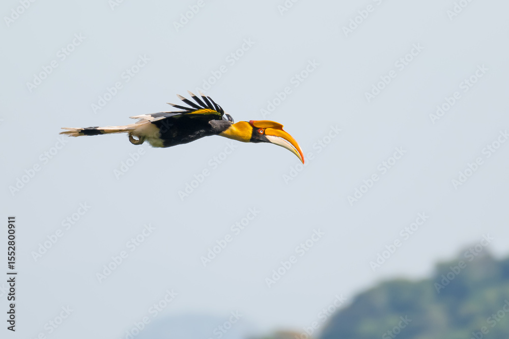Fototapeta premium The bill and large hump are yellow. The face is black. The throat is white or yellowish-white. The body is black. The wings are black with a wide yellow stripe running down the middle of the wings.