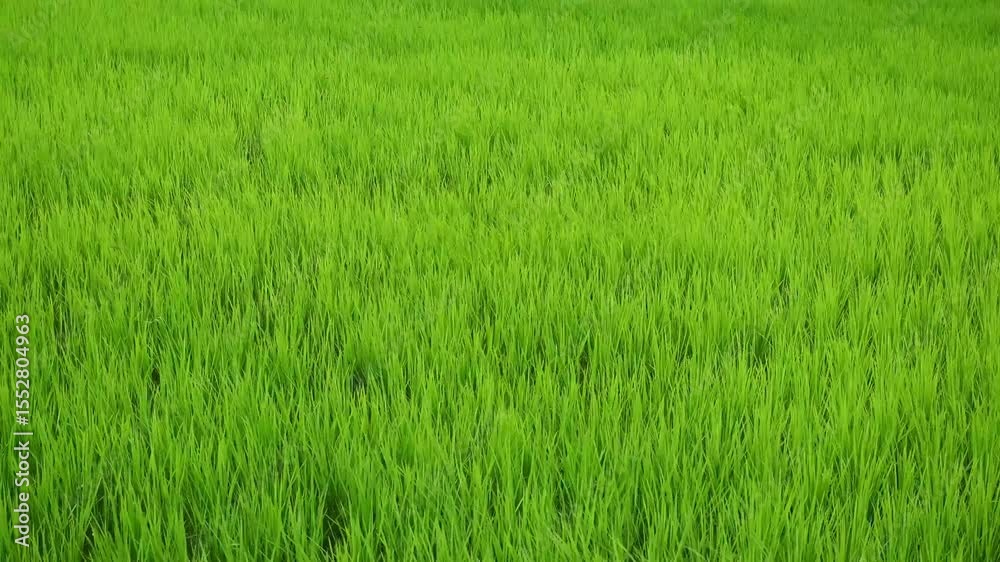 日本の初夏の水田風景・風に揺れる稲