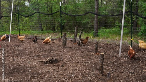 Time lapse of few hens freely roaming in fenced outdoor area as animals being cage free organically raised in small back yard farm