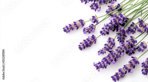 Fragrant lavender sprigs cascading across a clean white surface evoking tranquility and summer