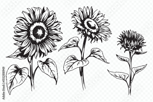 monochrome botanical sunflower drawings featuring intricate linework of four growth stages vector