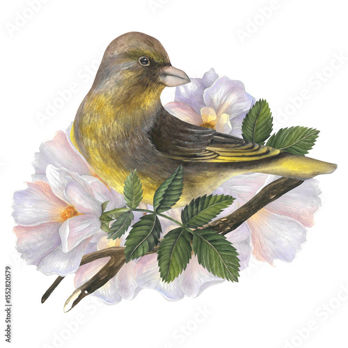 Greenfinch bird on a branch of rose hips with white flowers and leaves. Watercolor composition isolated on a transparent background. Hand drawn. For design templates, posters, postcards