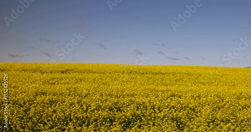 yellow field with rapeseed flowers, yellow rapeseed flowers in the summer during the flowering season