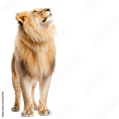 Majestic Lion Standing Proud with Flowing Mane in Natural Pose