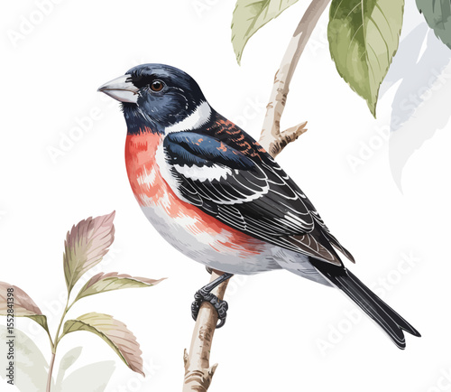 Rose-breasted Grosbeak perched on a branch