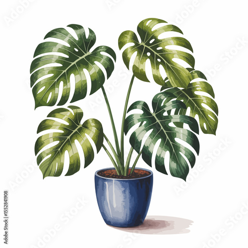 Monstera Plant in Pot