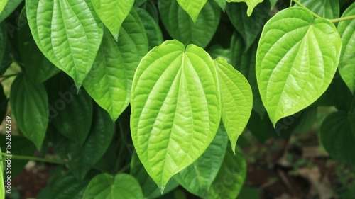This close-up captures the vibrant, heart-shaped leaves of the Piper betel plant, renowned for its fresh, aromatic quality. Ideal for those seeking natural remedies, culinary ingredients, or beautiful