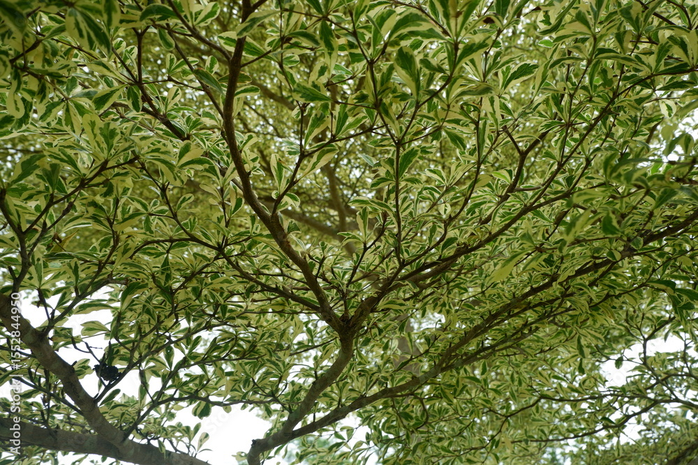 Fototapeta premium Variegated Tree Canopy Seen from Below