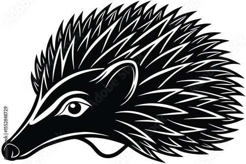 Isolated black and white hedgehog shows off its pointy quills on the body