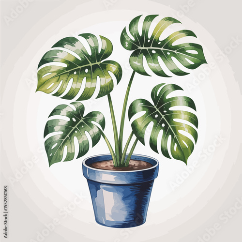 Monstera Plant in Pot