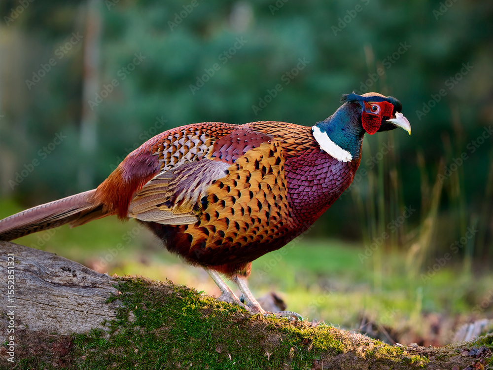 Fototapeta premium A close-up of a pheasant with vibrant plumage and earthy background.