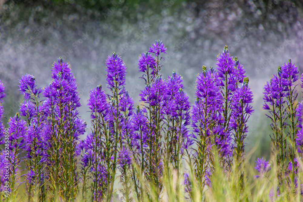 Naklejka premium Vibrant purple flowers bloom near a water source on a sunny day in a serene natural setting