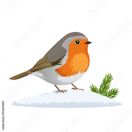 Vector illustration of a robin standing on snow with pine branches. Winter bird illustration.