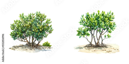 mangrove watercolor vector illustration
