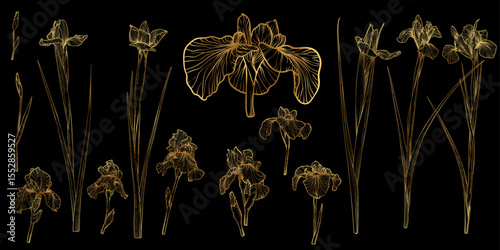 Vector line art of iris with a golden touch. Hand drawn high quality and detailed irises. Elegant summer flowers for print and online. Luxurious flowers for card, invitations, wallpapers