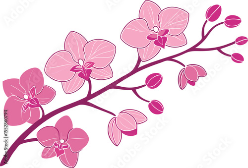 Pink orchid branch with buds and flowers purple