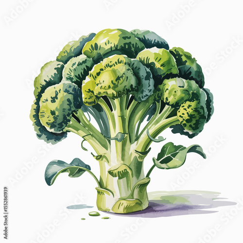 Fresh Broccoli Illustration
