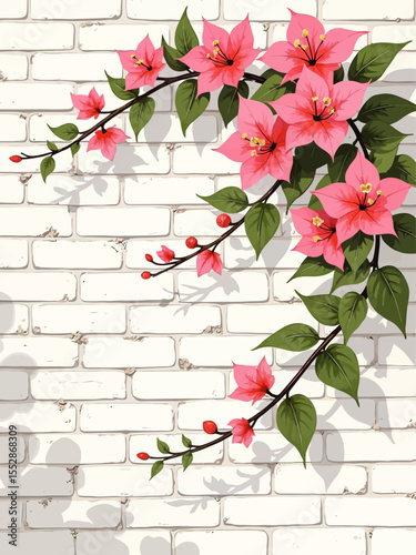 Bougainvillea and white slightly aged brick wall