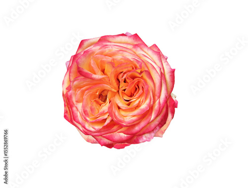 Beautiful pink and orange rose isolated on transparent background
