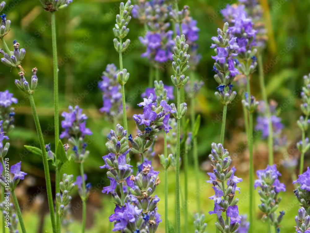 Fototapeta premium Vibrant purple lavender blooms standing tall in a lush green garden