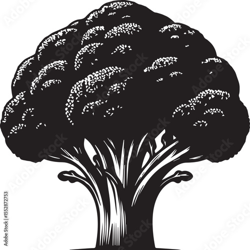 Fresh Green Broccoli Vegetable Vector Illustration