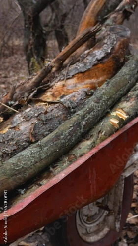 Wallpaper Mural Lots of sawn logs in a wheelbarrow in the garden in late autumn. Sanitary felling of trees. Cutting down trees. Harvesting of firewood, wood for the winter. Energy security. Heat the house with Torontodigital.ca