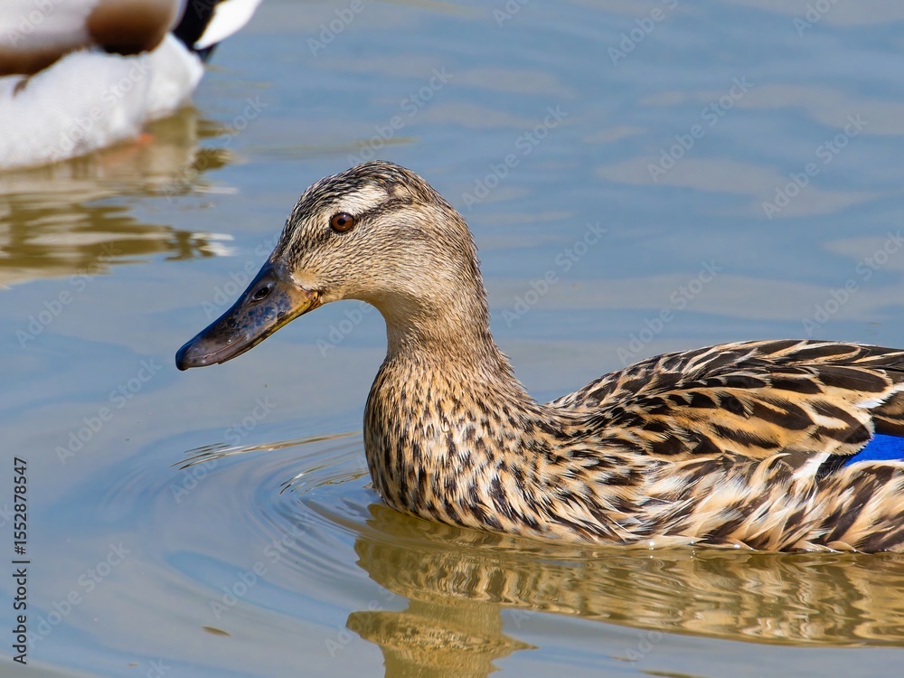 Obraz premium Female mallard duck on the lake. ( anas platyrhynchos) swimming in beautiful pond at autumn. close up.