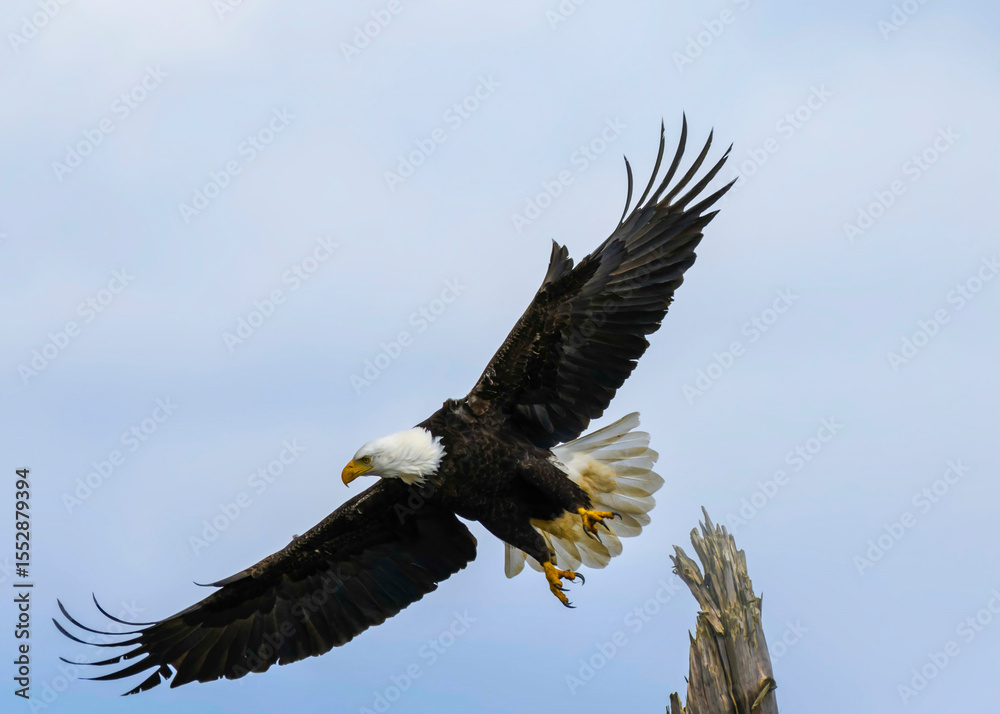 Obraz premium Majestic bald eagle soaring gracefully in the clear sky during daylight near a tall tree