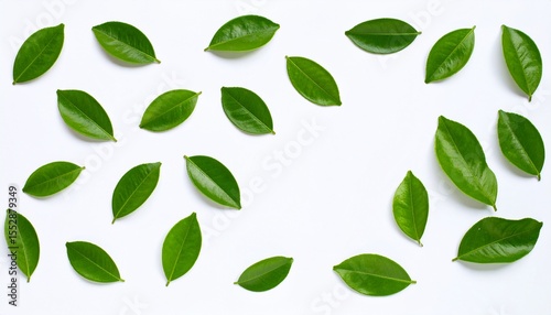 Wallpaper Mural Fresh green citrus leaves on white background Torontodigital.ca