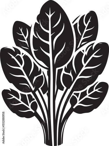 Fresh Green Spinach Leaf Vegetable Vector Illustration