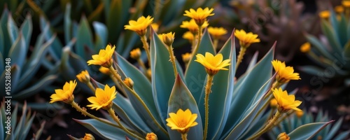 a glowing agave with glowing yellow flowers, symbolizing rare blooms despite drought conditions.